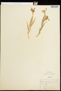 Iris verna image