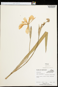 Iris virginica image