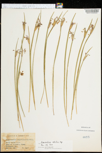 Sisyrinchium albidum image