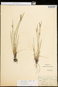 Sisyrinchium albidum image