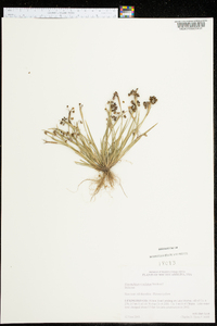 Sisyrinchium rosulatum image