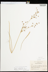 Juncus articulatus image