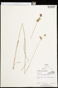 Juncus brachycarpus image