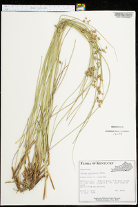 Juncus coriaceus image