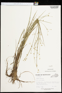 Juncus debilis image