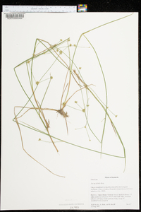 Juncus debilis image