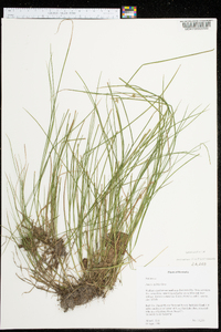 Juncus debilis image