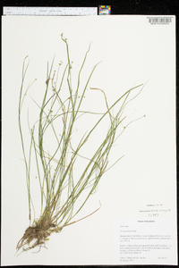 Juncus debilis image