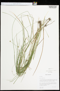 Juncus debilis image