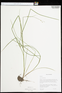 Juncus debilis image