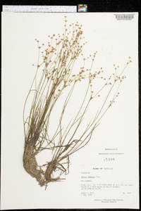 Juncus debilis image