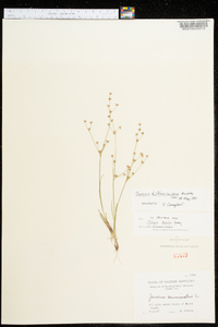 Juncus diffusissimus image