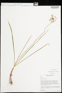 Allium cernuum image