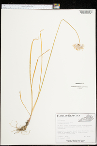 Allium cernuum image