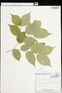 Disporum lanuginosum image