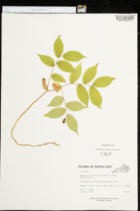 Disporum lanuginosum image