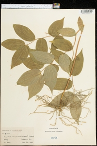 Disporum lanuginosum image