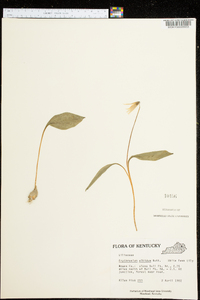 Erythronium albidum image