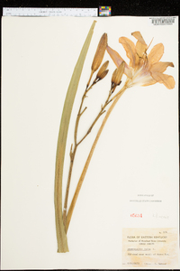 Hemerocallis fulva image