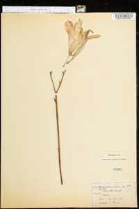 Hemerocallis fulva image