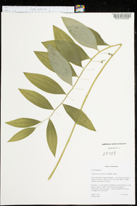 Polygonatum pubescens image