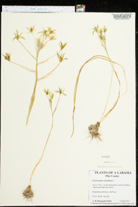 Ornithogalum umbellatum image