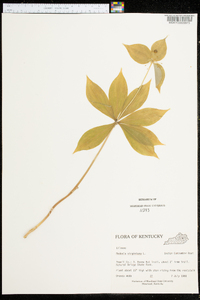 Medeola virginiana image