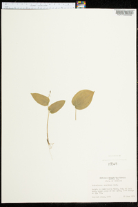 Maianthemum canadense image