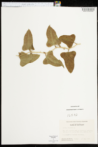 Smilax bona-nox image