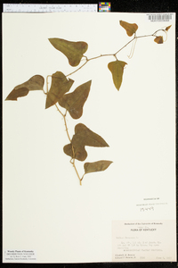 Smilax bona-nox image