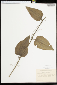 Smilax tamnoides image