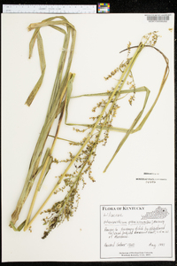 Stenanthium gramineum image