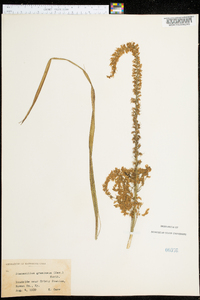 Stenanthium gramineum image