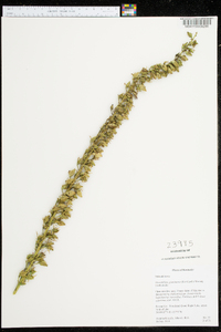 Stenanthium gramineum image