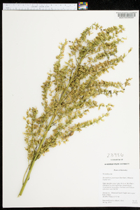 Stenanthium gramineum image