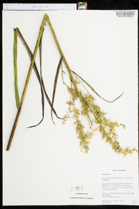 Stenanthium gramineum image