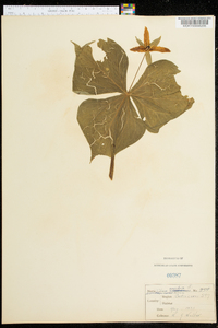 Trillium erectum image