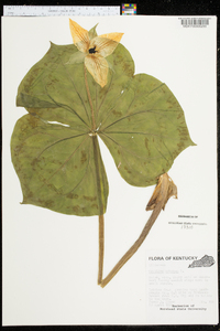 Trillium erectum image