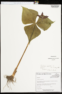 Trillium erectum image