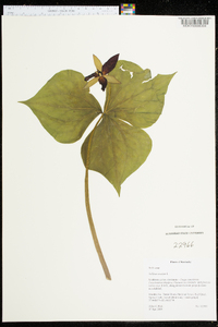 Trillium erectum image