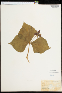 Trillium erectum image