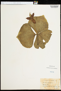 Trillium erectum image