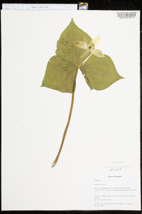 Trillium erectum image