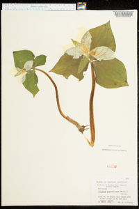 Trillium grandiflorum image