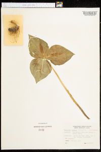 Trillium luteum image