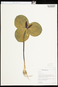 Trillium sessile image