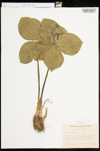 Trillium sessile image