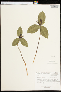 Trillium sessile image