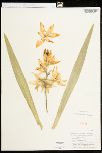 Yucca filamentosa image