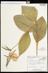 Cypripedium kentuckiense image
